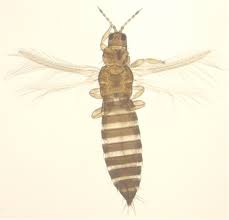 Common disease of chickens and sometimes turkeys. Thrips Damage Story News Poultry Science