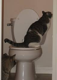 citikitty cat toilet training kit