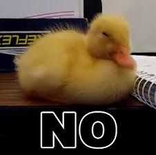 No no no 4182 gifs. No Gif Baby Duck Saying No Duckling Falling Asleep Reactiongifs