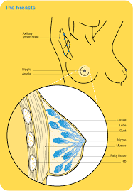 Learn the signs and symptoms of breast cancer and talk to your doctor immediately if you experience any of these signs. Breast Cancer Overview Cancer Council Victoria