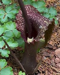 Image result for Sauromatum venosum