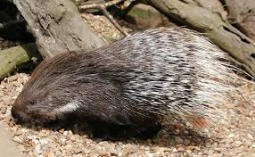 Should i run in a zigzag if a crocodile is chasing me? Interesting Porcupine Facts Can They Shoot Their Quills