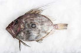 Ikan dori saus keju | andriyoci (matthew ray). Ikan Dori Sebenarnya Ikan Apa Ikan Patin Boleh Dimakan