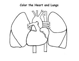 Jun 29, 2021 · simply put, anatomy coloring books consist of pages of black and white anatomical structures ready to be coloured in. Human Anatomy Of Heart And Lungs Coloring Pages Bulk Color