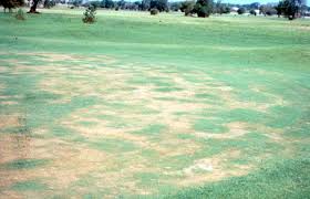 Iron chlorosis manifests as yellow or striped yellow and green patches of grass blades on alkaline soils with high phosphorus levels. Turf Diagnostic Guide Commercial Turf Turfgrass Information Kansas State University