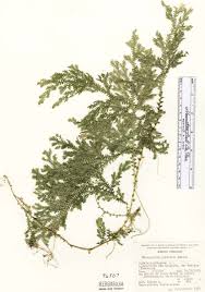 Image result for Selaginella mittenii