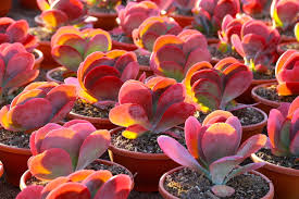 Image result for Kalanchoe glaucescens