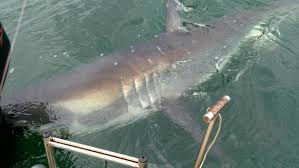 2:20 brad gibson 180 278 просмотров. Shark Spotted In Lake Macquarie At Gwandalan Daily Telegraph