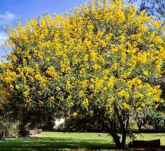 Image result for Cassia thyrsoidea