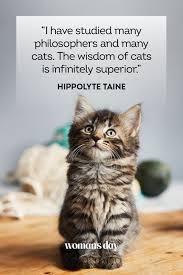 45 Best Cat Quotes Cute Cat Sayings To Describe Your Kitten