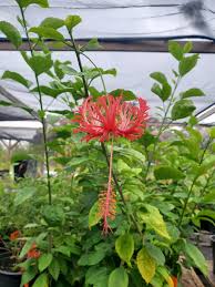Image result for Hibiscus schizopetalus