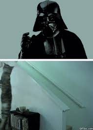 Gifsec Reaction Gif And Best Funny Gifs Darth Vader Cat Star Wars Love Best Funny Videos