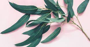 We did not find results for: 7 Impressive Benefits Of Eucalyptus Leaves