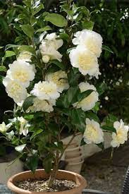 Brushfield Yellow Camellia Japonica Camellia Plant Beautiful Flowers Plants