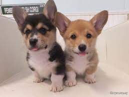 Happytail puppies is a close knit group of friends and families that are committed to breeding and adopting out the healthiest and happiest puppies. Lovely Pembroke Welsh Corgi Puppies Pets For Sale In Port Klang Selangor Sheryna Com My Mobile 724306