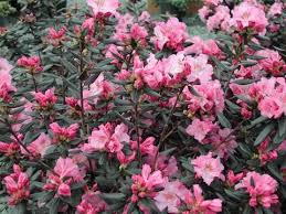Midnight Ruby Rhododendron This Little Leaf Rhodie Features Winter Foliage So Dark It Looks Black Grows To 3 X 3 Rhododendron Best Shrubs For Shade Plants
