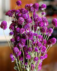 Pin Auf Pinggan Pinggan Globe Amaranth