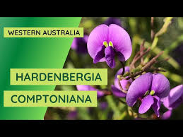 Image result for Hardenbergia comptoniana