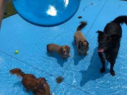 43 hotels near alpharetta, georgia. Pet Lodge Pet Resort 36 Photos 37 Reviews Pet Training 3456 Bethany Bnd Alpharetta Ga United States Phone Number