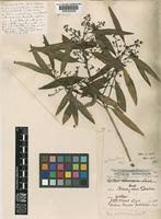 Image result for Olea chimanimani