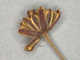 Image result for Chrysanthellum
