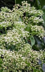 Image result for Mikania cordata