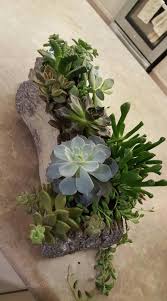 Suculenta Succulent Garden Diy Log Planter Planting Succulents