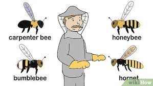 Identifying which type of bee you are dealing with is bumble bees often build their hives at ground level. How To Get Rid Of Bees 15 Steps With Pictures Wikihow
