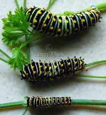 Black And Red Caterpillars On Azaleas Black Swallowtails Our Habitat Garden Butterfly Garden Swallowtail Butterfly Swallowtail