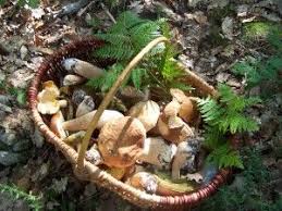 Cepes De Provence En Provence Cepes Cueillette Champignon Cuisine Traditionnelle