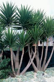 This link is to an external site that may or may. Front Yard Yucca Garden Design