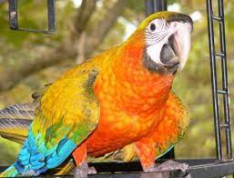 The Camelot Macaw Is A Hybrid Of Catalina Macaws Another Hybrid And Scarlet Macaws Macaw Macaw Parrot Bird