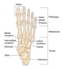 Check out our back bone selection for the very best in unique or custom, handmade pieces from our bones & skulls shops. Bones Of The Foot And Their Names Pivotal Motion Physiotherapy