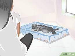 3 Ways To Take Care Of A Pregnant Cat Wikihow