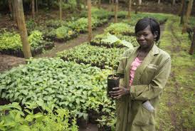 Image result for Balthasaria schliebenii