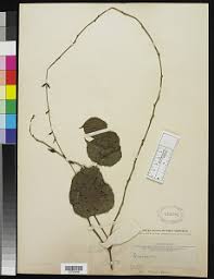 Image result for Dioscorea minutiflora