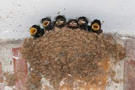 The swallows nest team will be on hand to show you around the barn and grounds, as well as answer any queries you may have. Do Swallows Return To The Same Nest Discover Wildlife