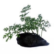 Image result for Bolbitis