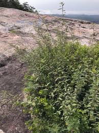 Image result for Sida rhombifolia