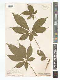 Image result for Vitex ferruginea