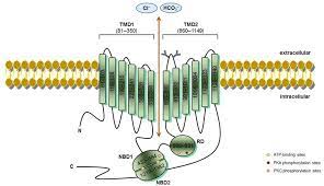 Chapter 6, confirm positive results. Cftr Schematic Structure Cystic Fibrosis Transmembrane Conductance Download Scientific Diagram