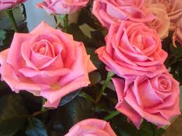 La multi ani, tuturor sarbatoritilor de astazi! La MulÅ£i Ani Blog De Familie