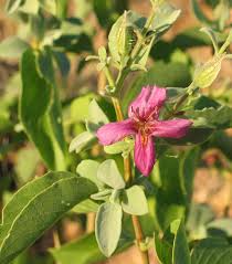 Image result for Eriocaulon abyssinicum