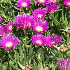 Yapraklarının canlı renkleri ve sarı çiçekleri, bahçenizde veya evinizde hoş bir görünüm sağlar. Kazayagi Cicegi Ali Botanik