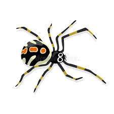 Check spelling or type a new query. Female Juvenile Black Widow Spider Isolated Stock Vector Illustration Of Deadly Legs 138218223