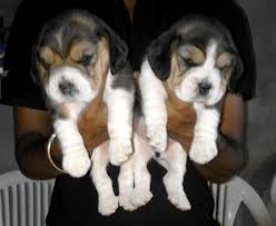 They are friendly, loving, intelligent and gentle. Beagle Puppies In Delhi