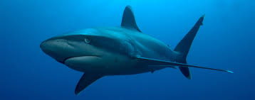 Daniel wilder, pêcheur de full moon bay, dénonce avec virulence les activités polluantes du promoteur hamilton lux qui ont des conséquences dramatiques sur l'océan. Les Requins Des Profondeurs Deep Sea Sharks Protection Requins