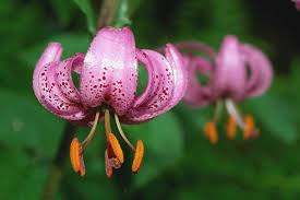 Lilies and clematis can be best friends because they like similar growing environments and bloom about the same time. 27 Of The Best Lily Varieties Gardener S Path