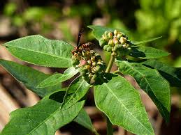Image result for Euphorbia heterophylla