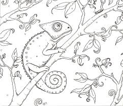 Disegni Da Colorare Camaleonte Animali Disegni Da Colorare Rettili Disegni Da Colorare Camaleonte Libri Da Colorare